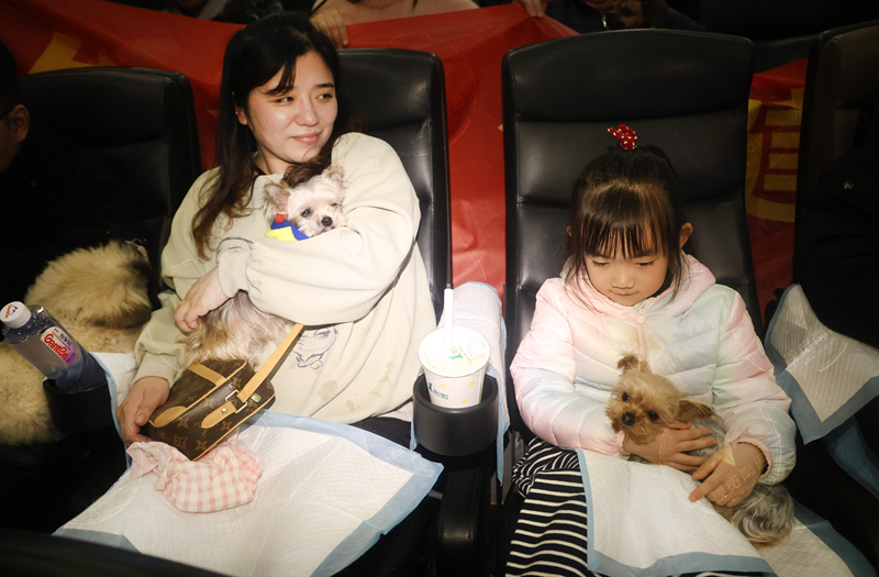 視頻|“家長”帶百余只狗狗共看電影《忠犬八公》