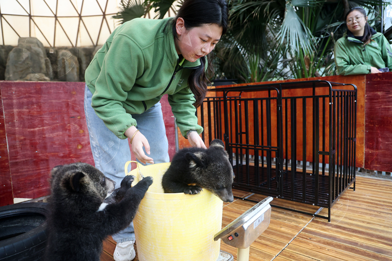 視頻|龍鳳胎黑熊寶寶進行場地適應 五一假期與游客見面